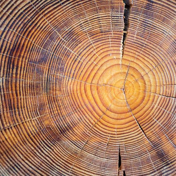 Cross-section of an old-growth redwood showing its growth rings